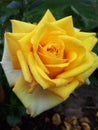 Yellow beautifull rose Royalty Free Stock Photo