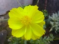 Yellow Beauty flower grean leaf