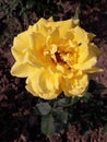 Yellow rose with natural fragrance. Royalty Free Stock Photo