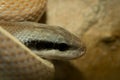 Yellow Beauty Snake