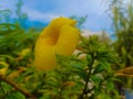 Yellow beautyful flower