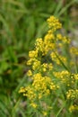 Yellow bedstraw