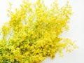 Yellow bedstraw flowers