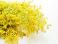 Yellow bedstraw flowers