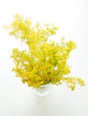Yellow bedstraw flowers