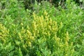 Yellow Bedstraw Galium verum in the bay of Akhlestyshev on Russian island in summer day. Russia, Vladivostok