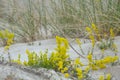 Yellow bedstraw, Galium verum blooming in sand