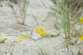Yellow bedstraw, Galium verum blooming in sand