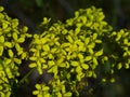 Yellow bedstraw