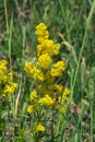 Yellow Bedstraw or Galium verum flowers close-up, selective focus, shallow DOF