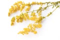 Yellow Bedstraw Galium Verum Flowers isolated on white Close-Up