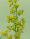 Yellow bedstraw (Galium verum)