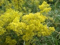 Yellow Bedstraw. Latin name Galium. Close up. Spring solar background, photo wallpaper