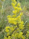 Yellow Bedstraw. Latin name Galium. Close up. Spring solar background, photo wallpaper