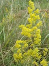 Yellow Bedstraw. Latin name Galium. Close up. Spring solar background, photo wallpaper