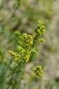 Yellow bedstraw