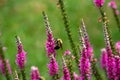 Yellow bee feeding on a pink spiked speedwell flower