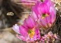 Bee and pink flower of hedgehog cactus