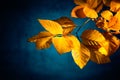 Yellow beech leaves in autumn, on dark blue background Royalty Free Stock Photo