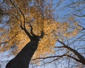Yellow beech leaves and blue sky in the fall Royalty Free Stock Photo