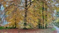 Yellow beech tree in a forest at fall Royalty Free Stock Photo