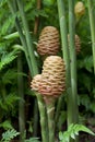 Yellow Beehive ginger plants with green stalks