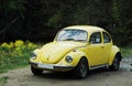 Yellow beetle Royalty Free Stock Photo