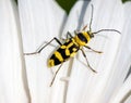 Yellow Beetle with black spots