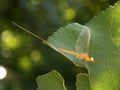 yellow beetle on the leaf Royalty Free Stock Photo
