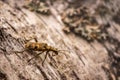 Yellow beetle Longhorn beetle on the bark