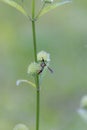 A yellow beetle, sucking flower juice, Aceh-Indonesia