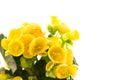 Yellow begonia Royalty Free Stock Photo