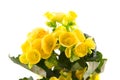 Yellow begonia Royalty Free Stock Photo