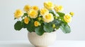 Vibrant Yellow Begonia Flowers in a Ceramic Pot - Lush Green Foliage Royalty Free Stock Photo