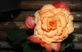 Yellow begonia flower Royalty Free Stock Photo