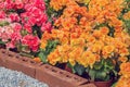 Yellow begonia flowers Royalty Free Stock Photo