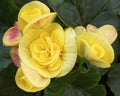 Yellow begonia flowers closeup Royalty Free Stock Photo