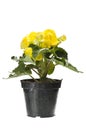 Yellow begonia flowers Royalty Free Stock Photo