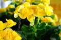 Yellow Begonia Royalty Free Stock Photo