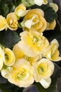 Yellow begonia Royalty Free Stock Photo