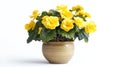 Vibrant Yellow Begonia Flowers in a Ceramic Pot, Isolated on White Background Royalty Free Stock Photo
