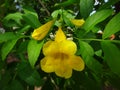 Yellow bell - Flower and buds