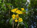 Yellow bell - Flowers and buds