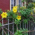 Yellow bell flowers and plant with red brick wall as background Royalty Free Stock Photo