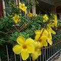 Yellow bell flowers and shrub over white fence Royalty Free Stock Photo