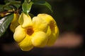 Yellow bell golden trumpet flower in the garden