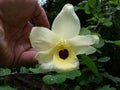 Yellow Bell Orchid Flower and Tree