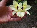 Yellow Bell Orchid Flower