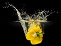 Yellow bell pepper falling in water with splash on black background Royalty Free Stock Photo