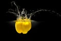 Yellow bell pepper falling in water with splash on black background Royalty Free Stock Photo